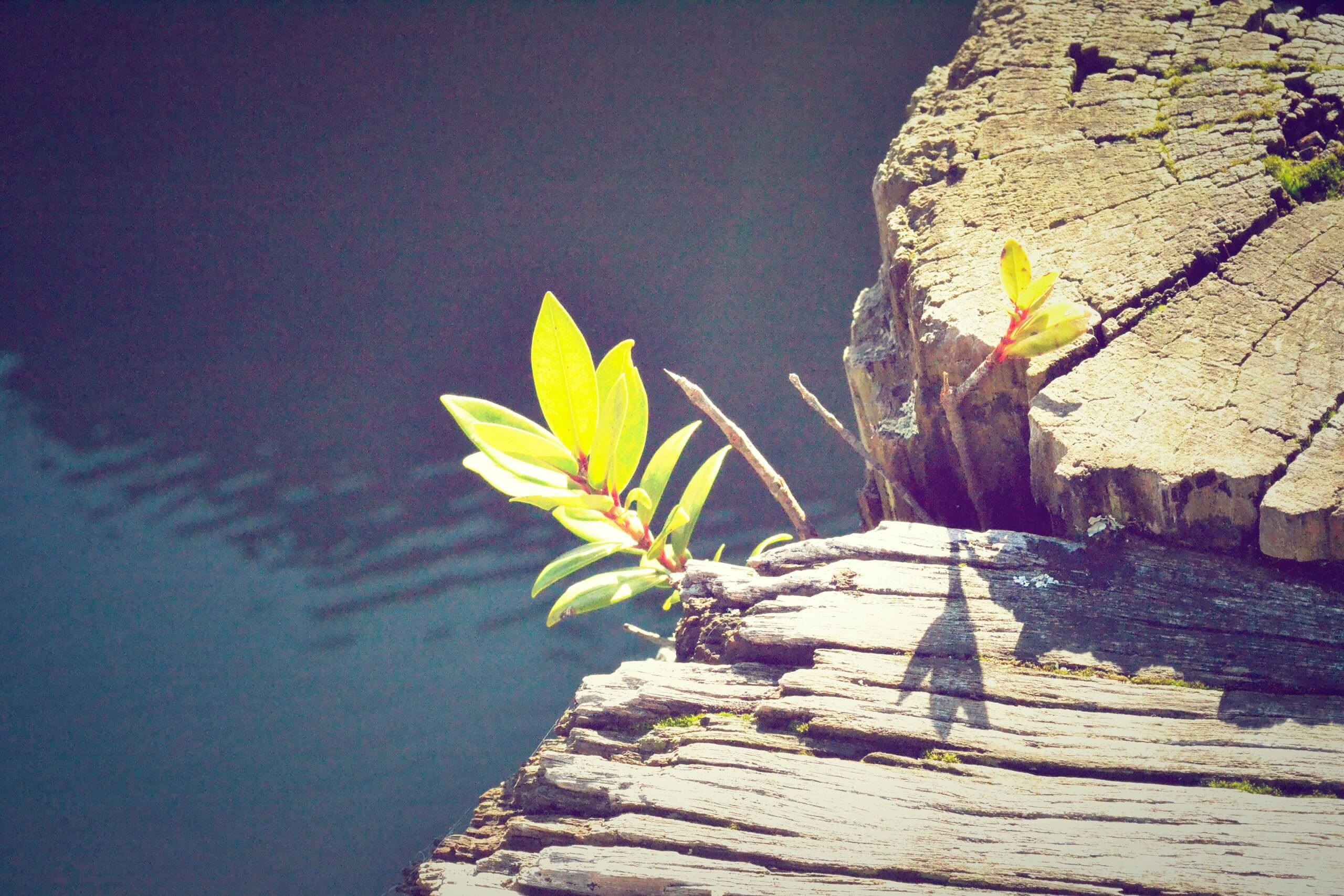 closeup photo of green orchid plant near brown log and bodies of water