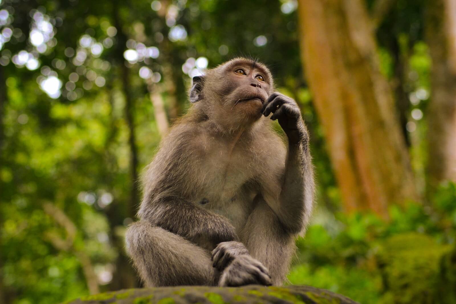 gray monkey in bokeh photography