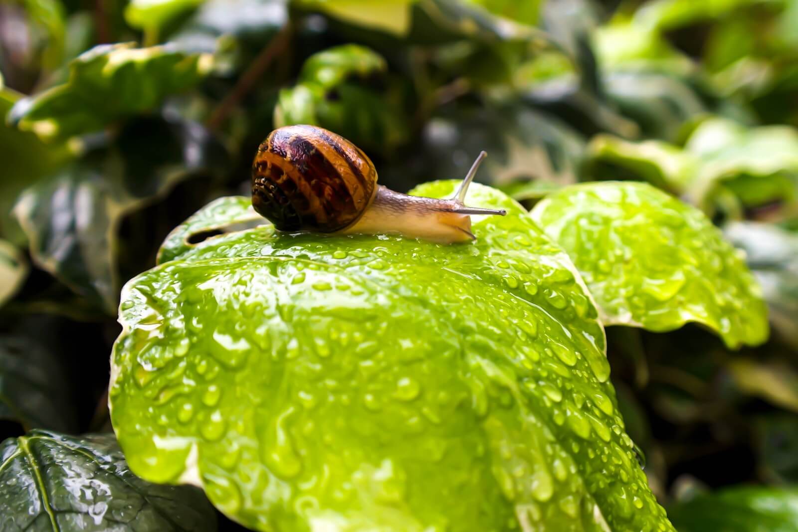 brown snail on green leaf
